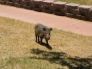 PICTURES/Tonto Natural Bridge/t_Javalina Poser2.JPG